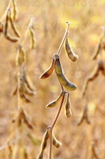 Soya beans (Glycine max) with ripe pods