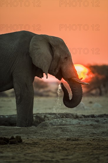 African elephant (Loxodonta africana) drinking at a waterhole at sunset