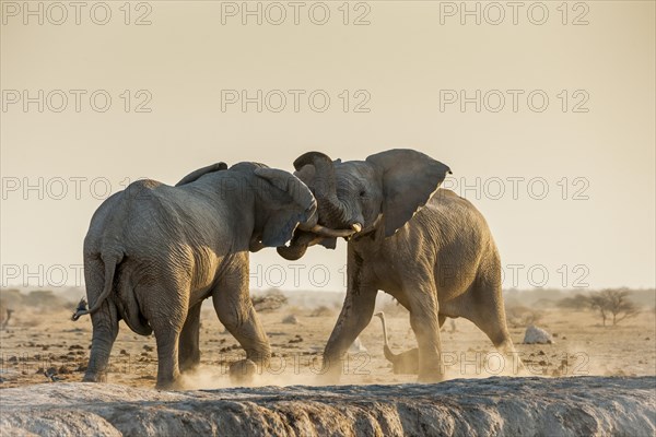 African elephants (Loxodonta africana) fighting at a waterhole