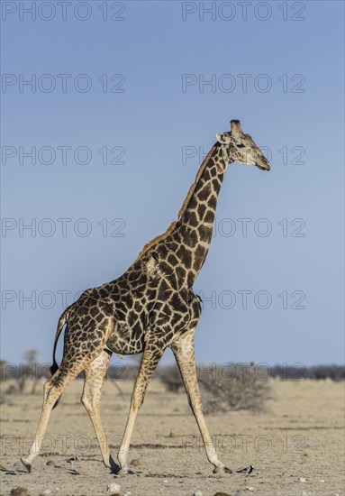 Angolan Giraffe (Giraffa camelopardalis angolensis)