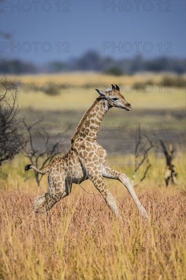 Angolan Giraffe (Giraffa camelopardalis angolensis)