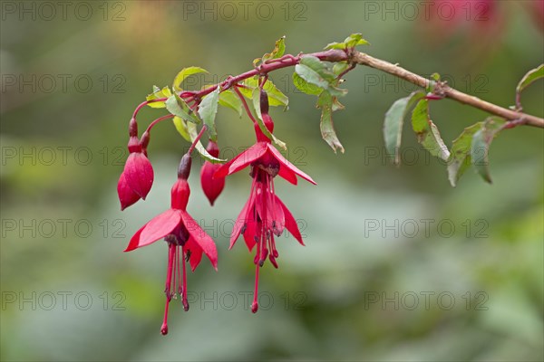 Fuchsia (Fuchsia)