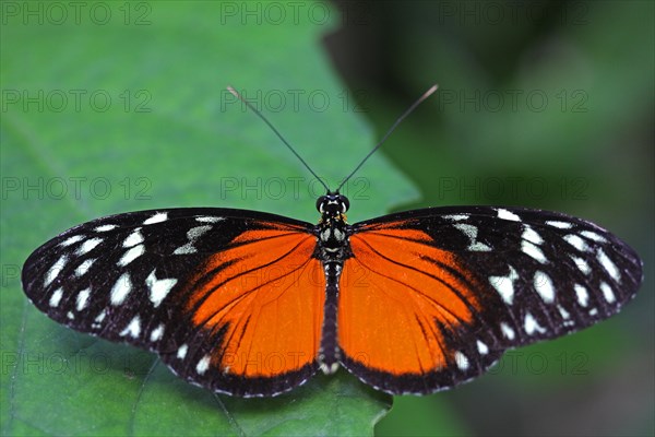 Longwing Butterfly (Heliconius sp.)