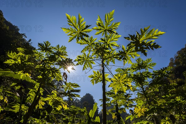 Papaya tree (Carica papaya)