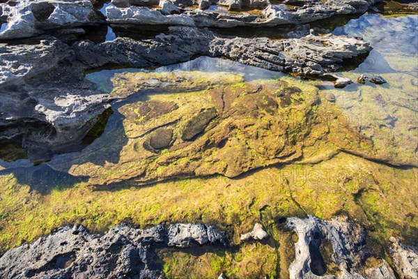 Flooded rock on the Moray Firth at Tarbat Ness