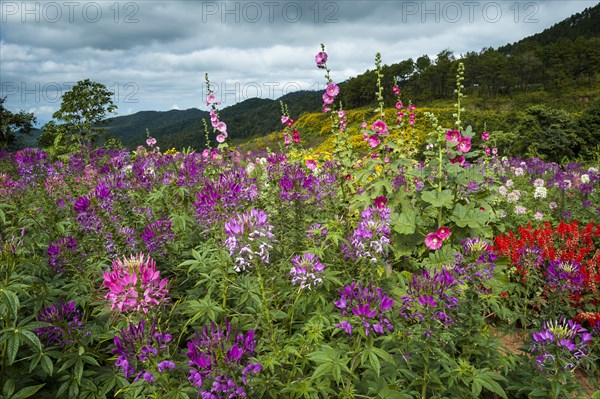 Flower garden