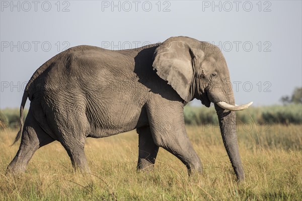 African Bush Elephant (Loxodonta africana)