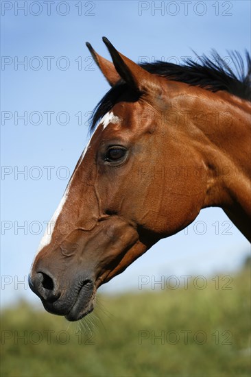 Brown mare