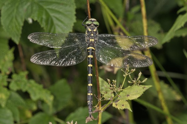 Sombre Goldenring (Cordulegaster bidentatus)