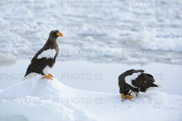 Two Steller's Sea Eagles (Haliaeetus pelagicus)