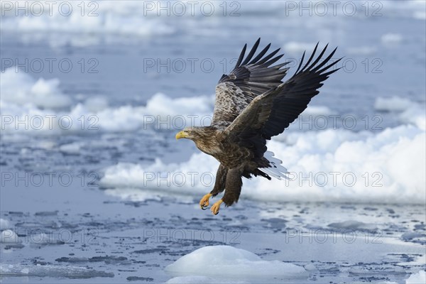 White-tailed Eagle or Sea Eagle (Haliaeetus albicilla) in flight