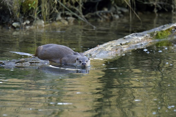 European Otter (Lutra lutra)