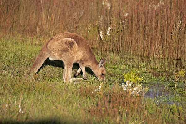 Eastern Grey Kangaroo (Macropus giganteus)