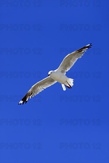 Silver Gull (Larus novaehollandiae)