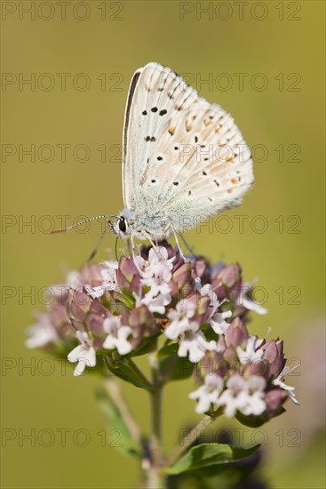 Adonis Blue (Polyommatus bellargus