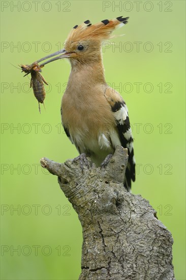 Hoopoe (Upupa epops)