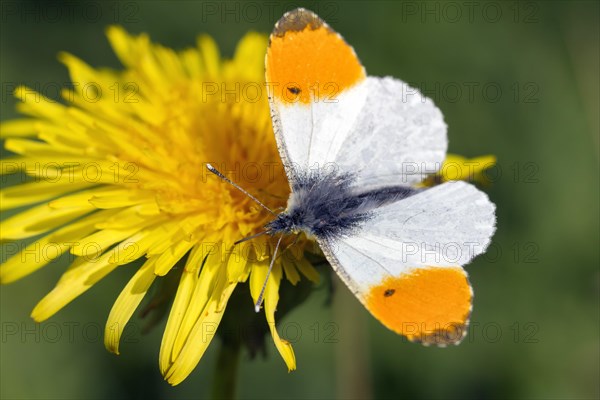 Orange-tip butterfly (Anthocharis cardamines)