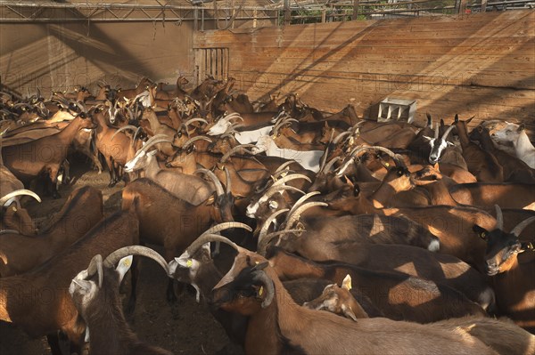 Penned dairy goats waiting to be milked in the barn