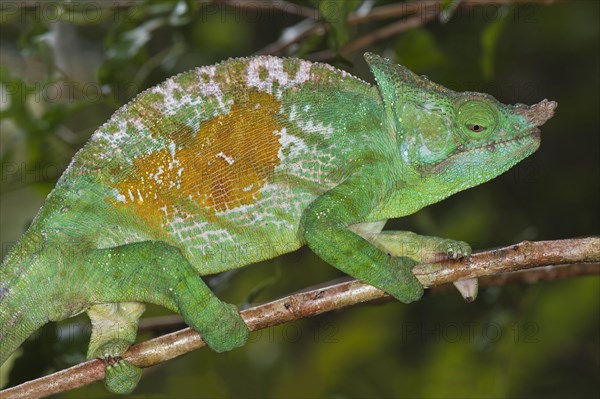 Parson's Chameleon (Calumma parsonii)