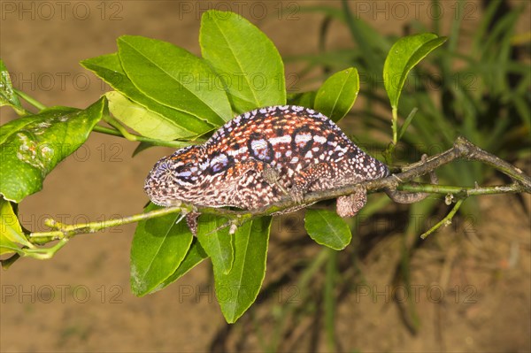 Carpet Chameleon (Furcifer lateralis)