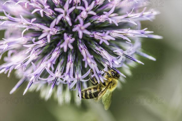 Bee (Apis) collecting pollen on a globe thistle (Echinops)