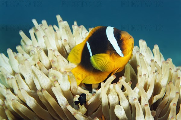 Red Sea clownfish (Amphiprion bicinctus) in front of Anemone