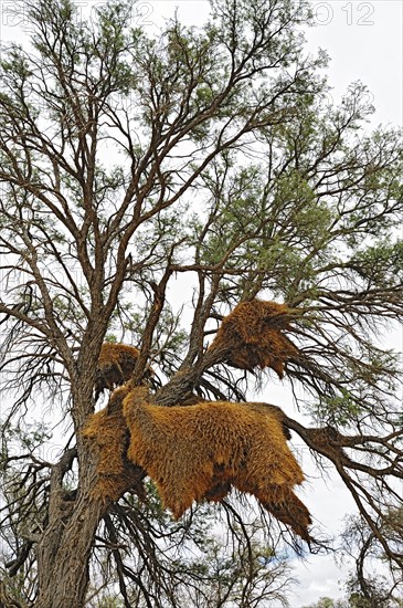 Huge communal nests of Weavers (Ploceidae)