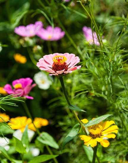 Flower meadow with Zinnias (Zinnia violacea)