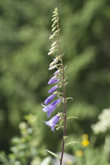 Creeping Bellflower or Rover Bellflower (Campanula rapunculoides)