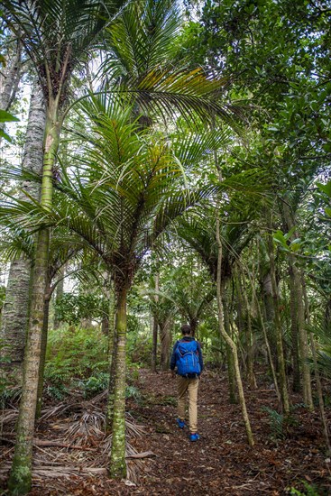 Young man walks on trail through Kauri Forest
