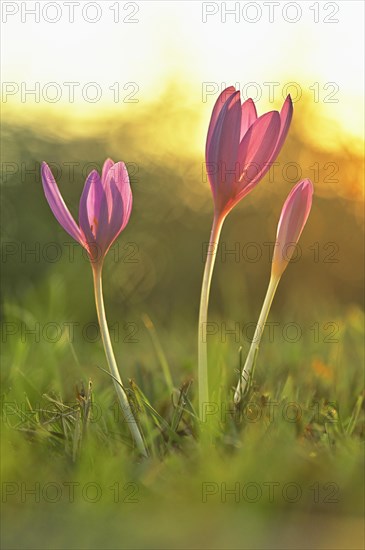 Meadow saffron (Colchicum autumnale) in the morning light