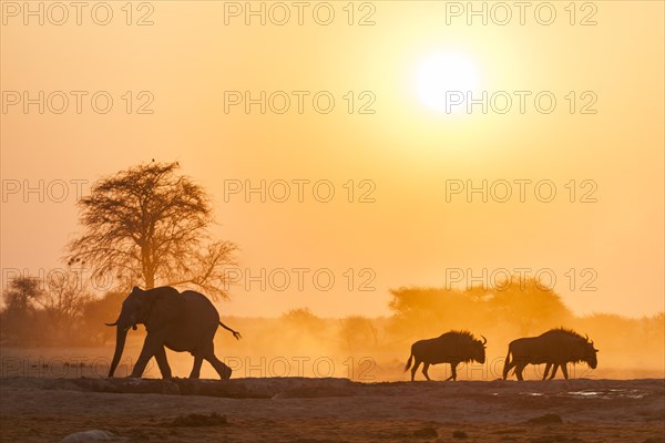 African elephant (Loxodonta africana) and Blue wildebeests (Connochaetes taurinus) backlit at sunset at a waterhole