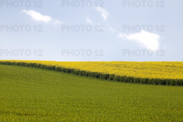 Canola field (Brassica napus) in bloom