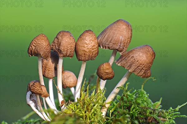 Clustered Bonnet Mushrooms (Mycena inclinata)