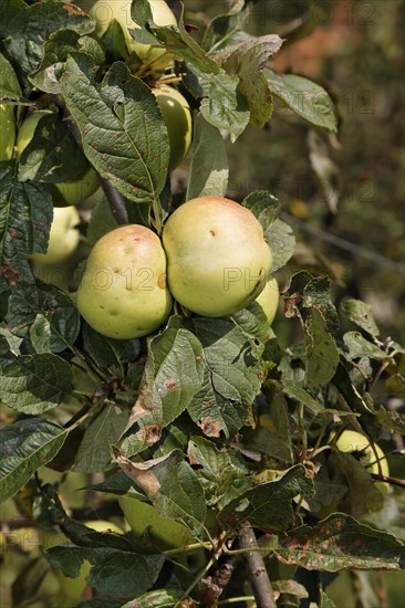 Styrian apples