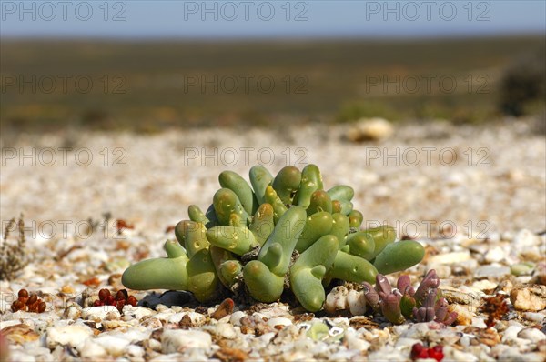 Dead Man Fingers (Dactylopsis digitata)