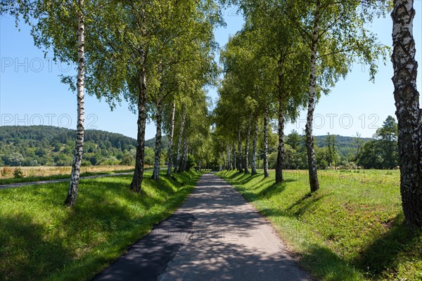 Birch-lined avenue