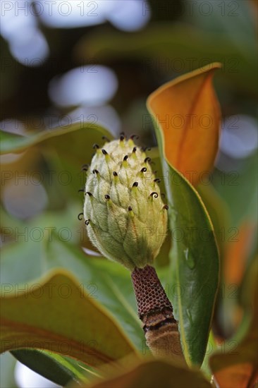 Southern magnolia or bull bay (Magnolia grandiflora)