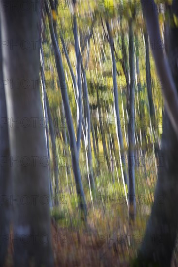 Autumnal forest