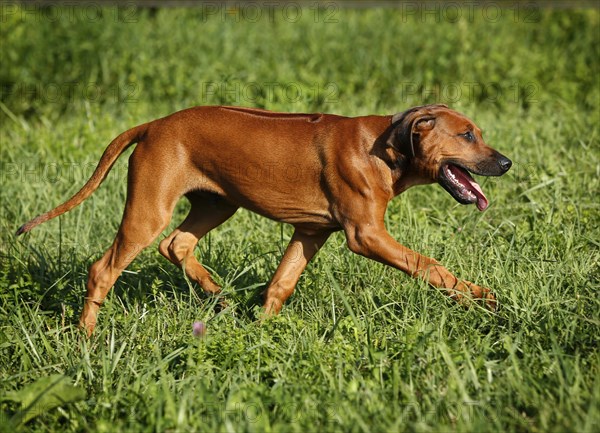 Rhodesian Ridgeback