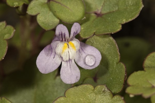 Kenilworth Ivy (Cymbalaria muralis)