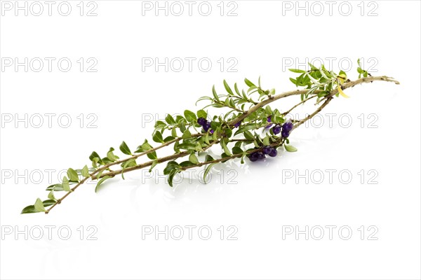 Privet Honeysuckle (Lonicera pileata)