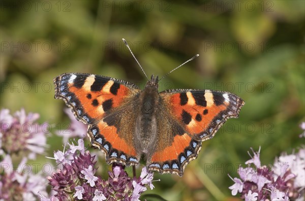 Small Tortoiseshell (Aglais urticae)