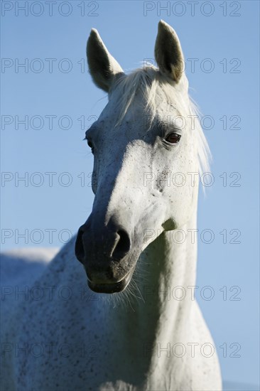 Grey Thueringer Warmblood mare