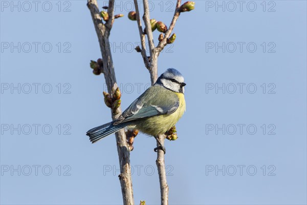 Blue Tit (Cyanistes caeruleus syn Parus caeruleus)