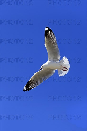 Silver Gull (Larus novaehollandiae)