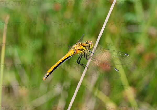 Ruddy Darter (Sympetrum sanguineum)