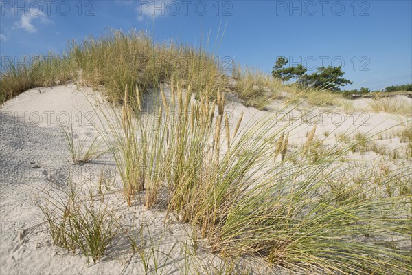 Dune and European Beachgrass or European Marram Grass (Ammophila arenaria)