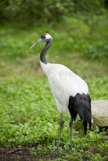 Red-crowned Crane (Grus japonensis)