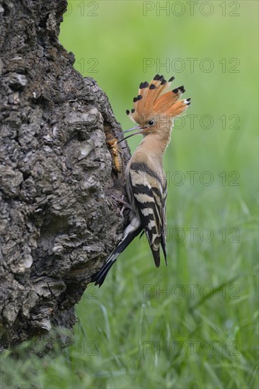 Hoopoe (Upupa epops)